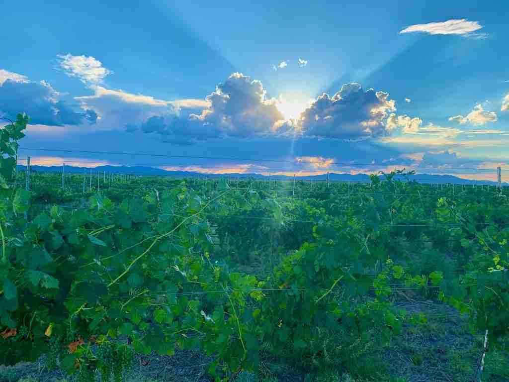 Arizona high-altitude vineyard at sunset, Soaring Wines